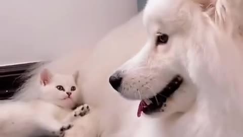 Funny and cute dogs and cats video###😸😸🤩😸🤩🤩