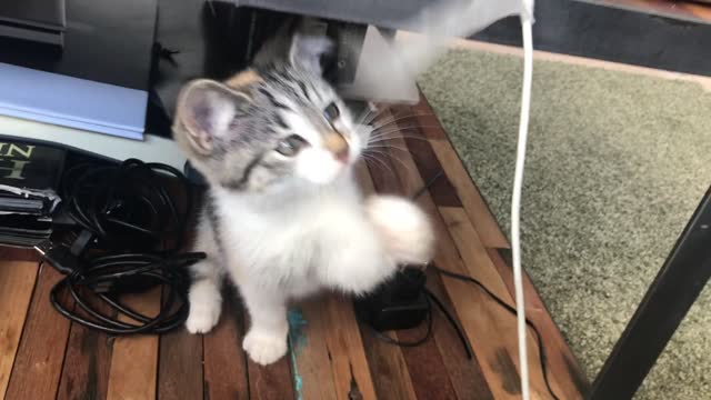 Cat playing with tape.