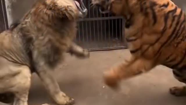 Tiger vs Lion (who is win )incounter