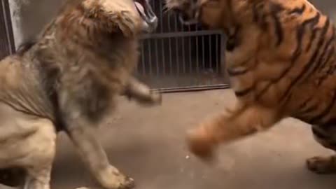 Tiger vs Lion (who is win )incounter