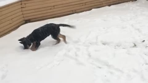 Puppies 1st snowstorm