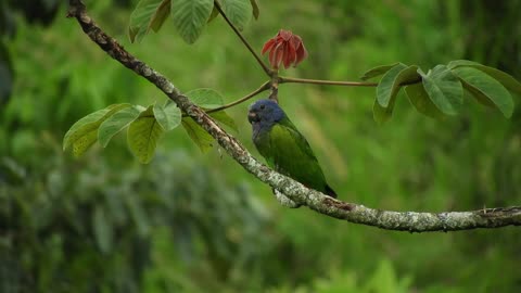 Quite Nature Ave Parrot In Forest