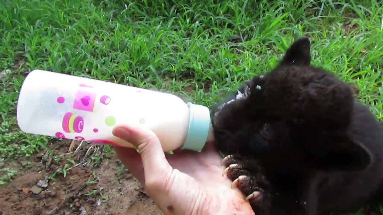 Adorable black jaguar cub is a messy eater