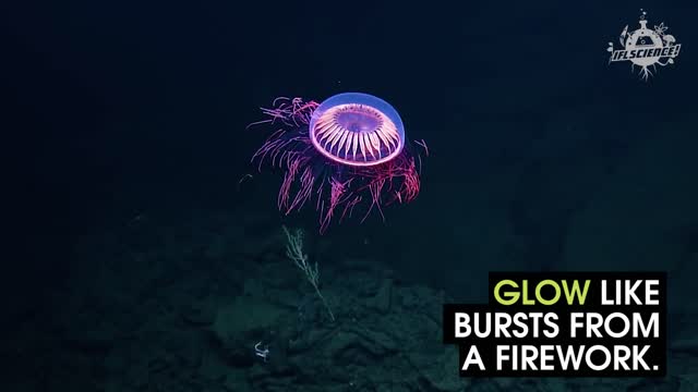 Check Out This Firework Jellyfish