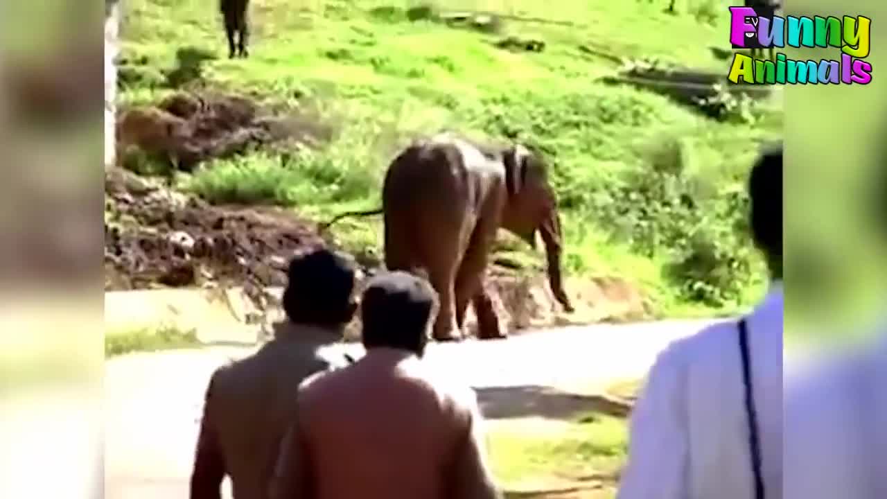 Funny Elephant Scaring People! Funniest Animals Videos 2021