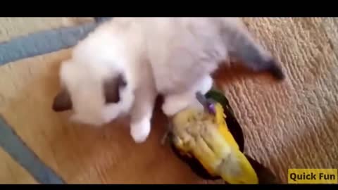 Dogs and Cats Very Funny Videos