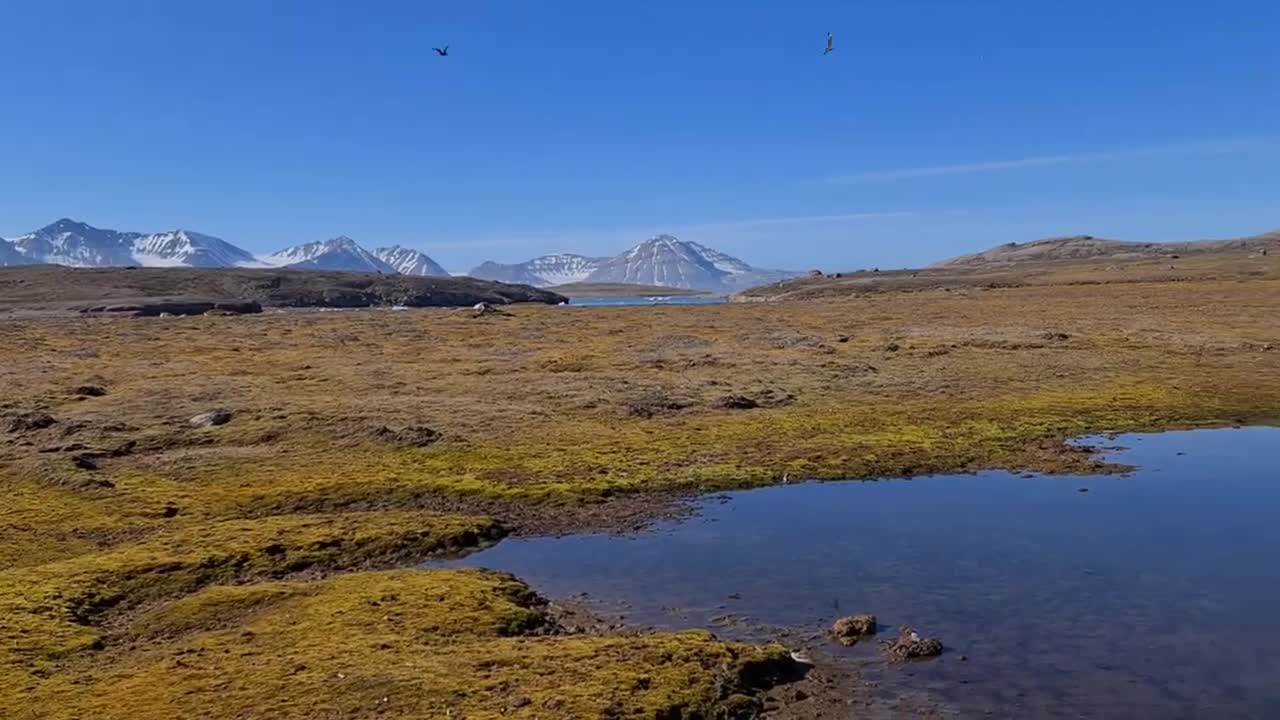 How Skua Attacks Tern - Sky Animal Attack