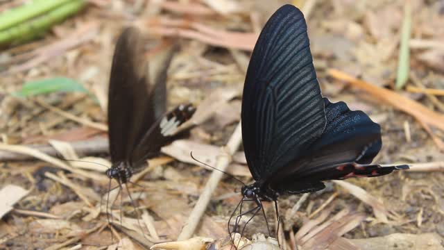 beautiful butterfly, butterfly scene is parked, I love butterflies