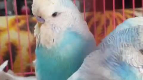 Show budgies