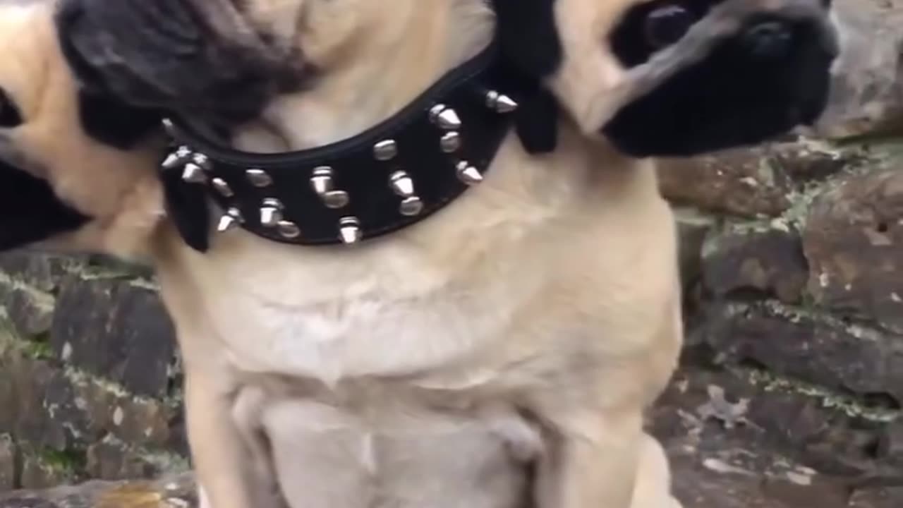 Funny Dog Video xD