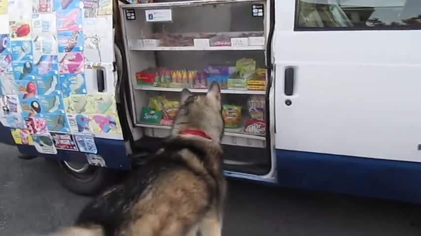 Why Dogs Like Ice Cream - Wag!