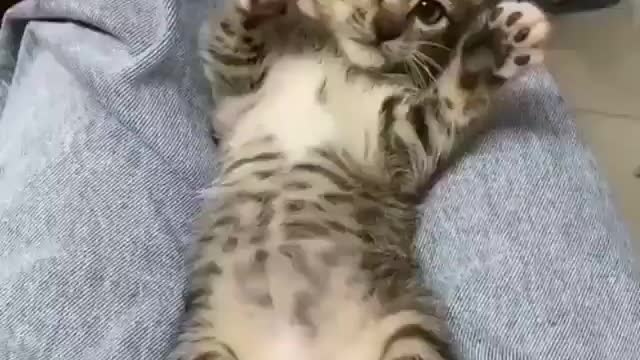 Angry kitten don't want to be touched