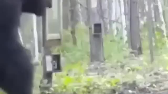 BEAR Angry After seeing His face On mirror