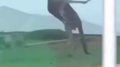 Kangaroo Beef 😝😂🤭