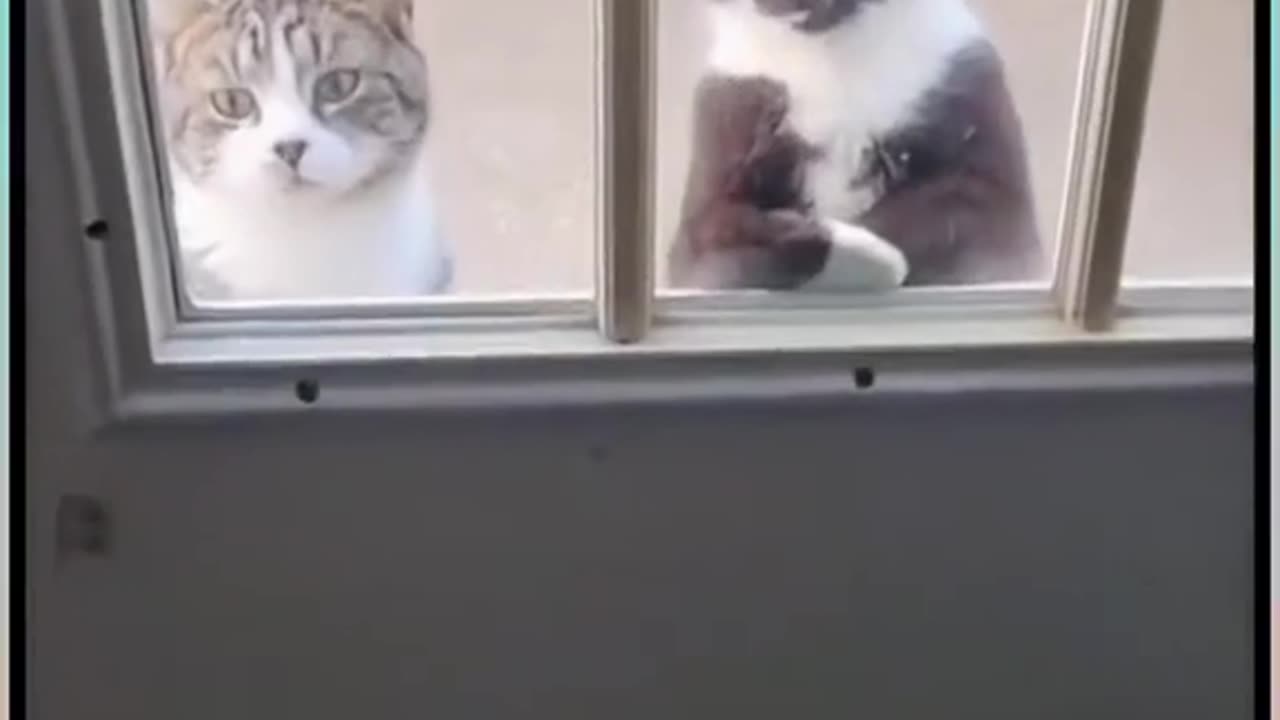 Funny cat videos