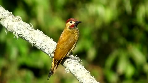 Bird on tree Nature beauty