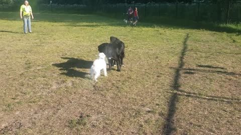 Dog park day