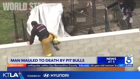 Compton Pit Bull Breeder Mauled To Death By His Own Dogs