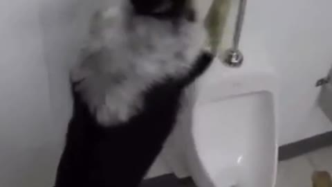 WELL TRAINED SMART DOG