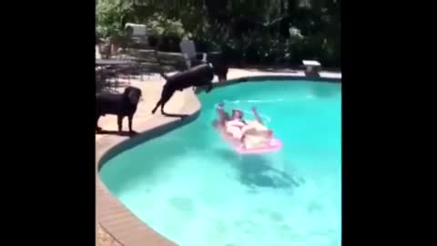 Funny moments whith animal.TOP 10 MOMENT!!! WAIT FOR IT???!!!!!