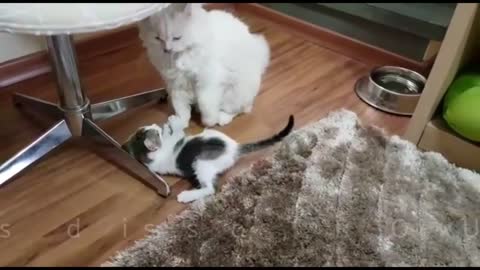 How to have more educated cats