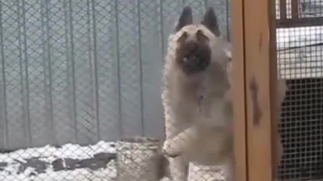 Dog dancer