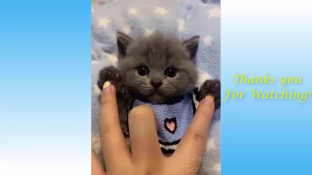 Cute pets and Animals funny compilation#1