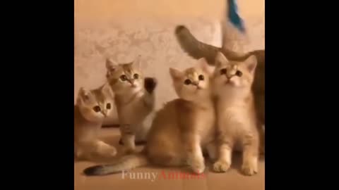 So many cutte kittens videos compilation