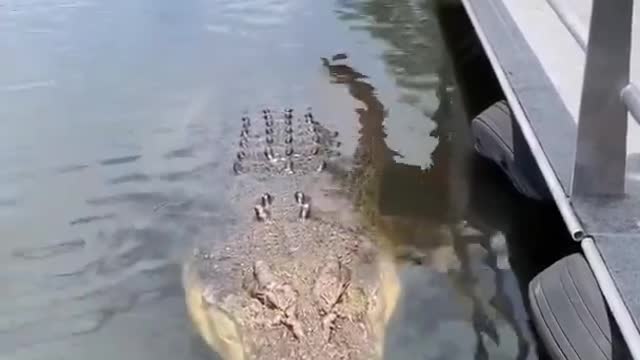 ABSOLUTELY MASSIVE CROCODILE 🐊