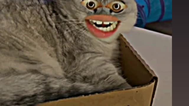 Funny cat reaction,when ice cube in her head