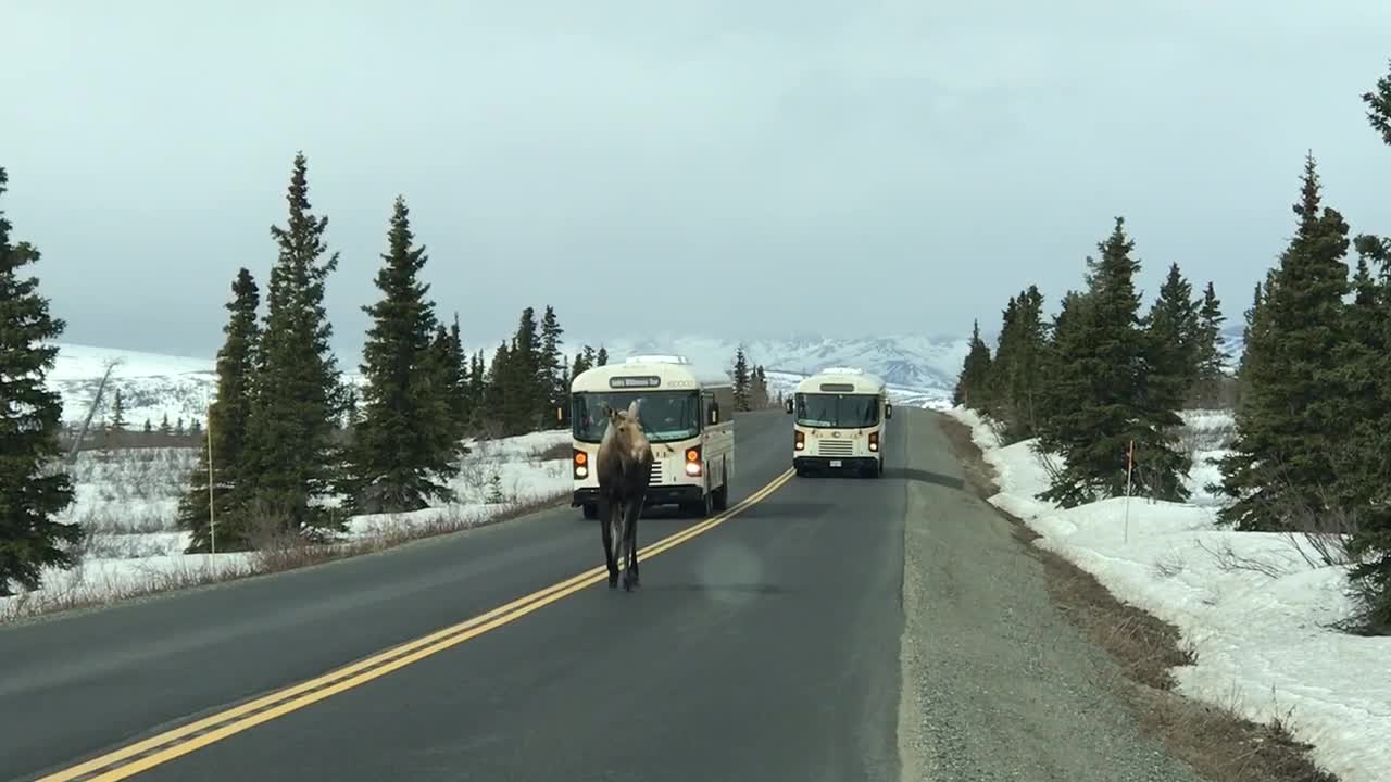 Moose Holds Up Traffic