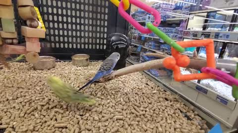 EXPLORING PETSMART ! ANIMAL FRIENDS EVERYWHERE!