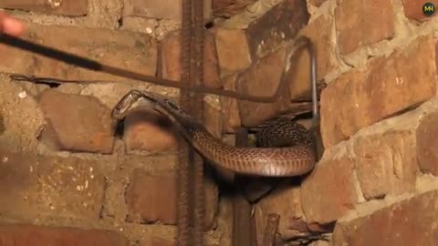 Angry Indian spectacled cobra