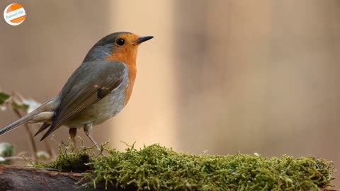 Robin Bird Eating