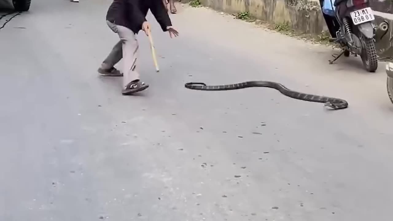 # insane snake catching video .....!