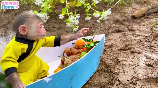 BiBi rowes boat to pick fruit