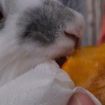 Bynny likes eating every food she can find