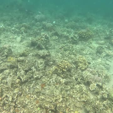 Snorkeling: Witnessing a Coral Reef Reborn
