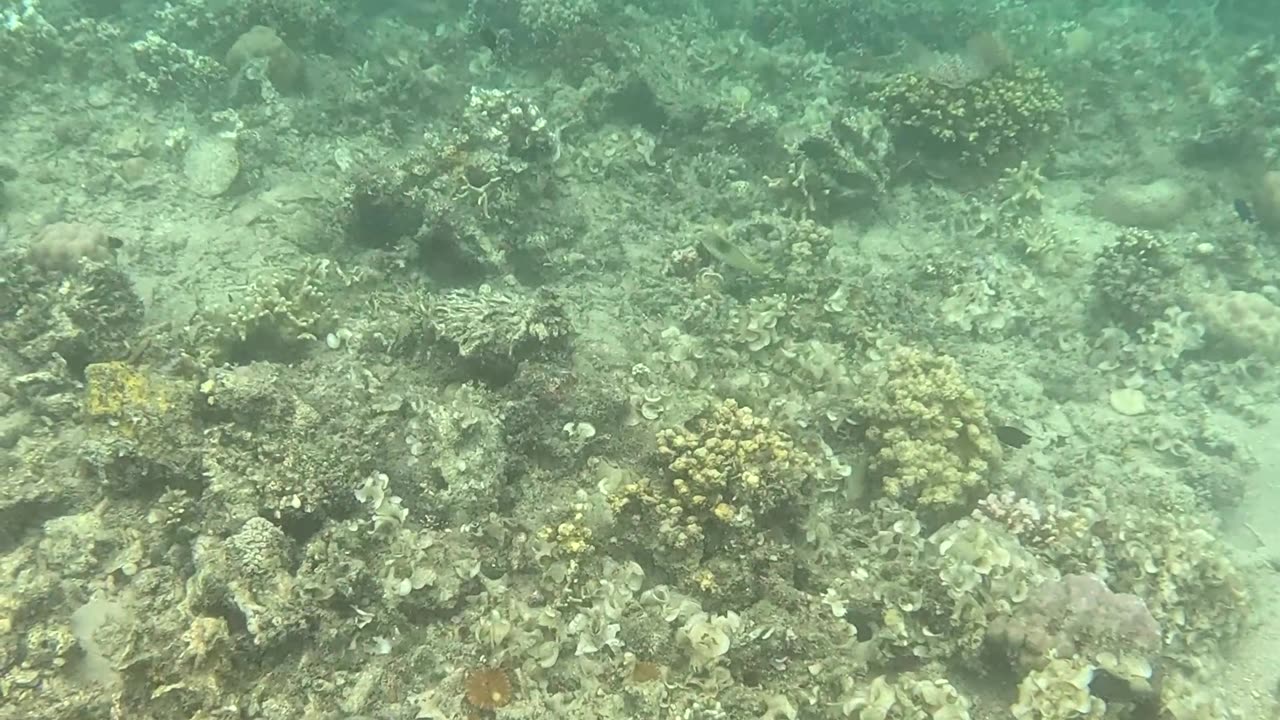 Snorkeling: Witnessing a Coral Reef Reborn