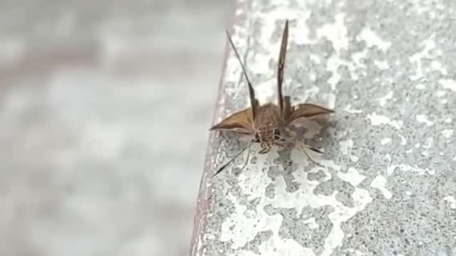 Live Math (Butterfly)