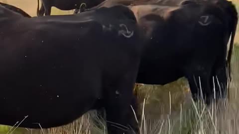 45- Young fall calving Angus Ok.