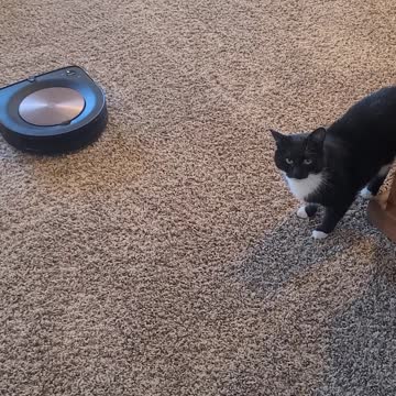 Key attacks innocent roomba