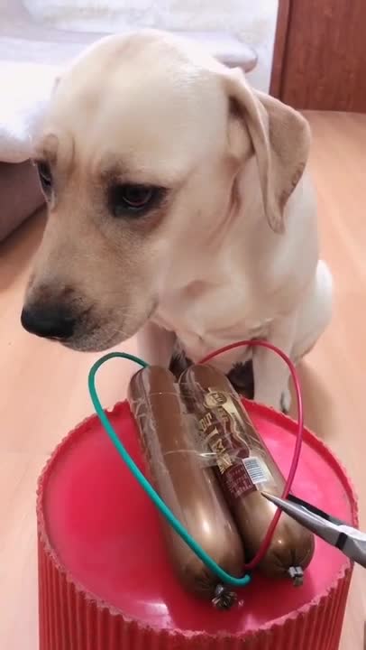 Try not to laugh with this funny dog videos 🤣