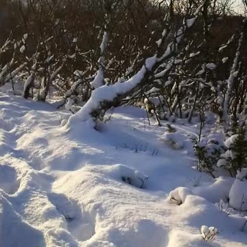 Snowalk on the hill.