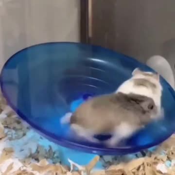 He just done flew away, and accomplished his dreams of being a bird