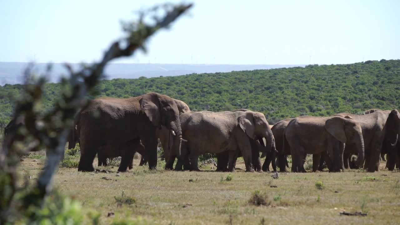 Big herd of elephants in Addo Elephant National Park South Africa