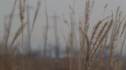 A reed swaying in the wind