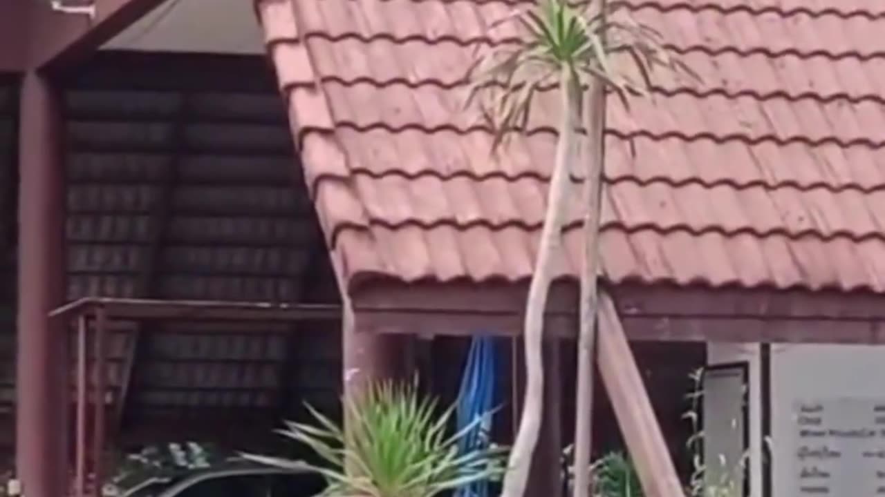 A monkey encounters slips and setbacks in its persistent attempts.