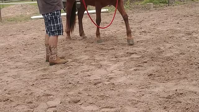 Mustang Ruby Doing Groundwork, Healing PTSD