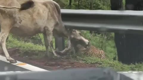 Leopard hunt a cow